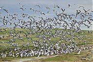 Nombre del archivo=LOS_PAJAROS_122.jpg
Tamaño del archivo=827Kb
Dimensiones=1024x685
Fecha añadida=11 de Enero de 13 LOS_PAJAROS_122.jpg